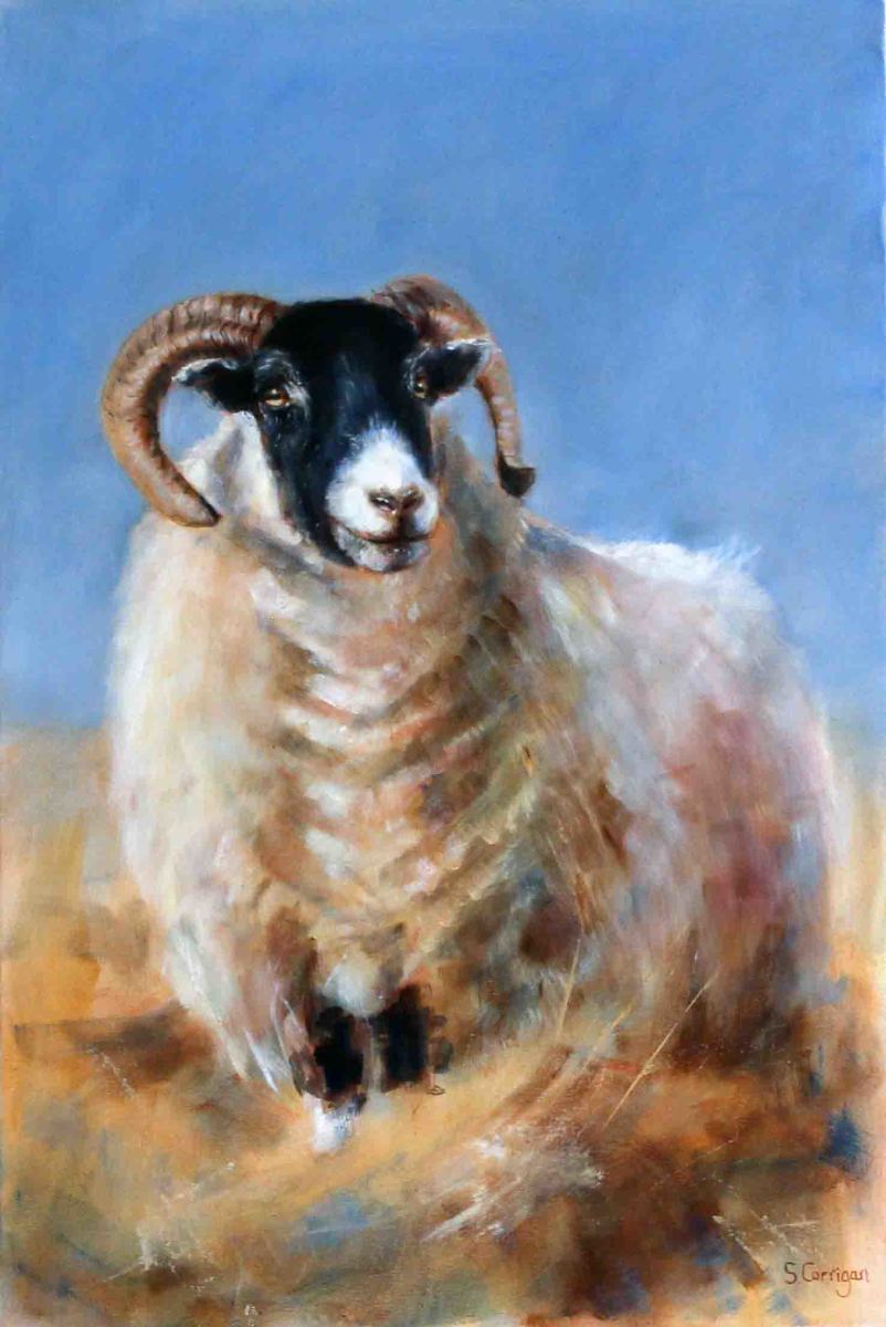 Northumberland Blackface by Sarah Corrigan 