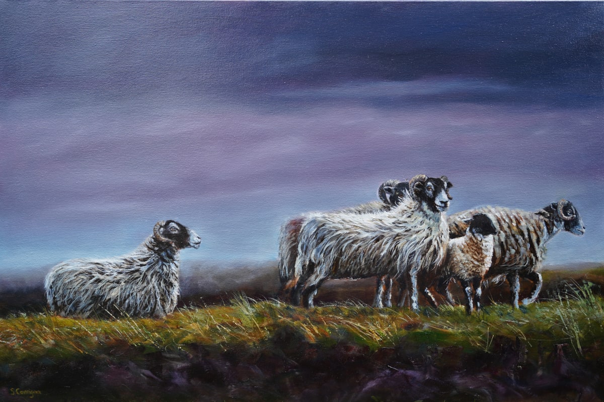 Northumberland Sheep 