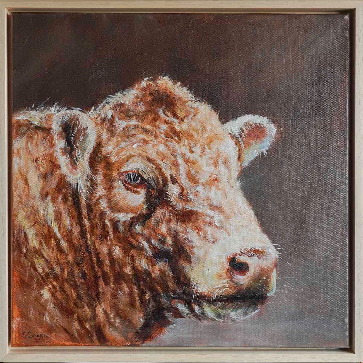 Stare at me by Sarah Corrigan  Image: bull framed 