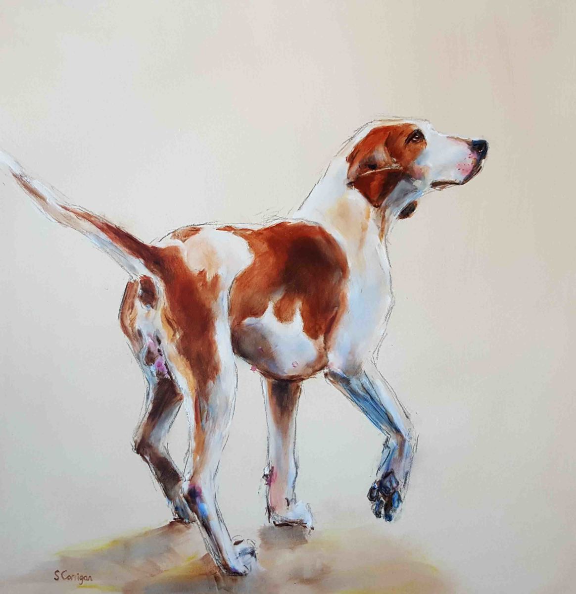 Haydon Hound by Sarah Corrigan 
