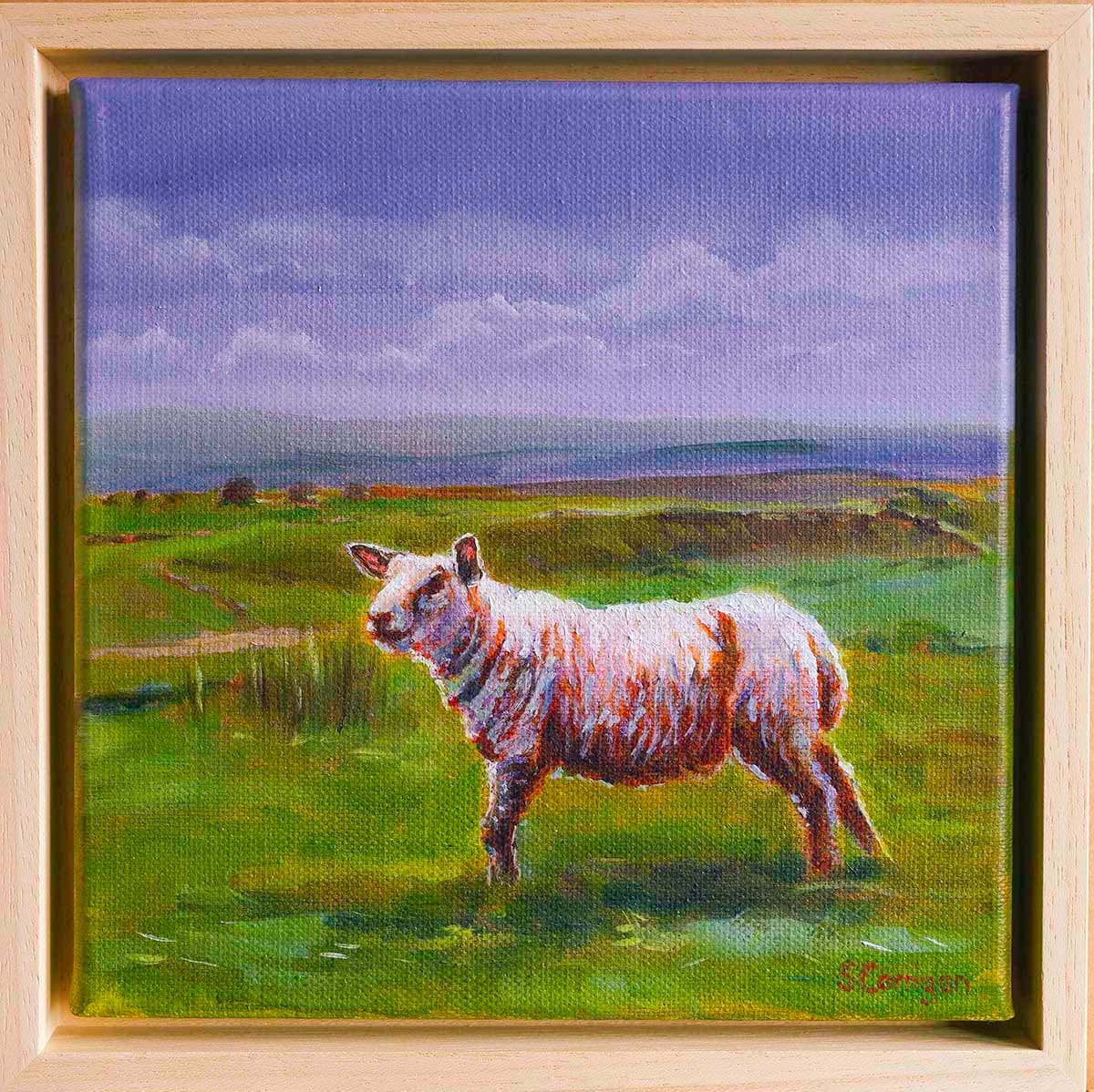 Sheep in Northumberland by Sarah Corrigan 