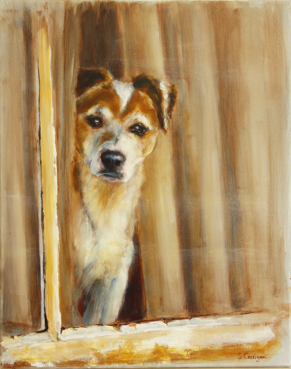 Whats going on! by Sarah Corrigan 