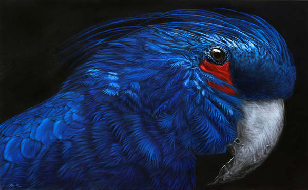 BLUE PARROT, 2011 by HELMUT KOLLER, Image 1.