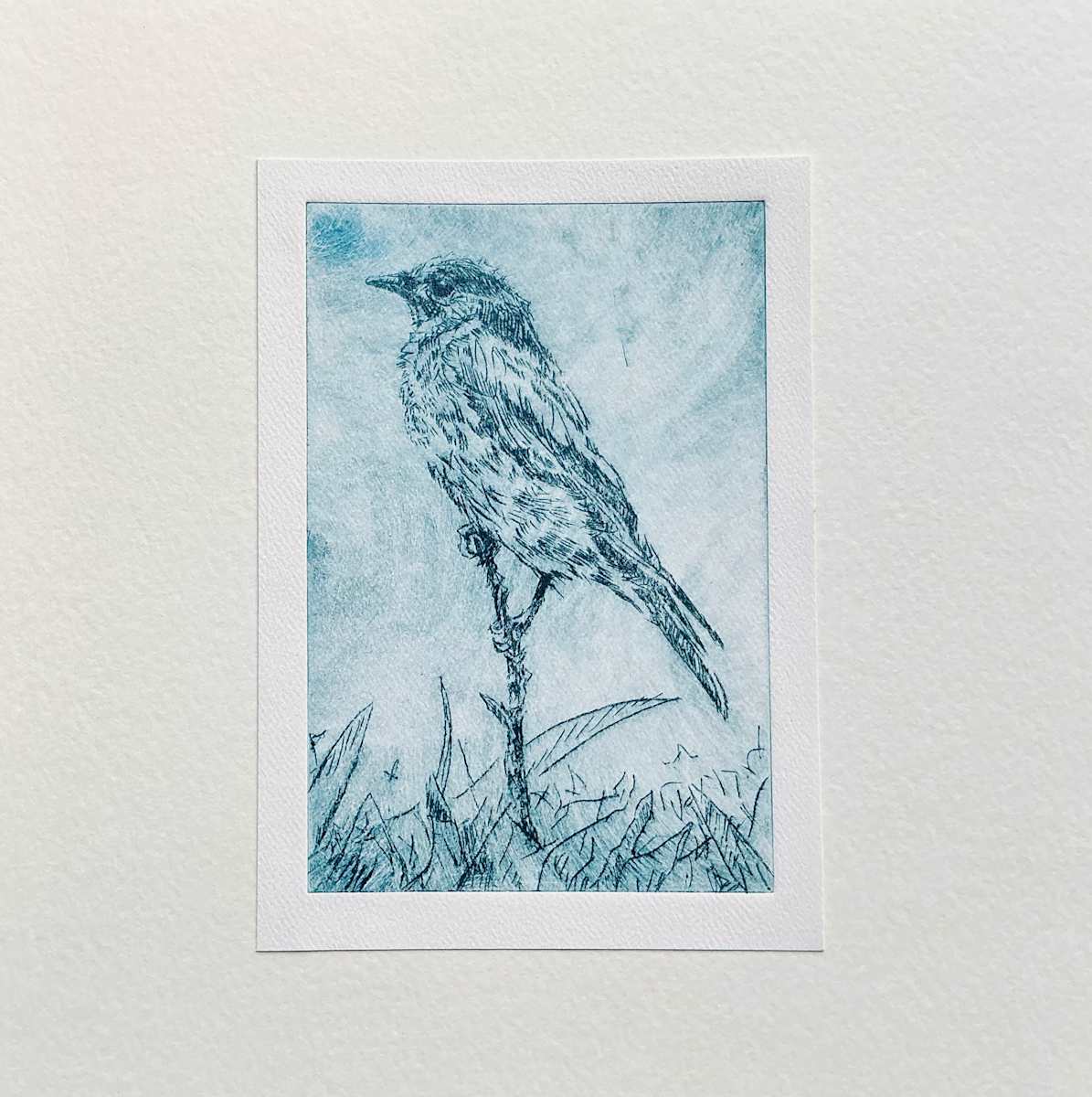 Bluebird by Jessica Arends 