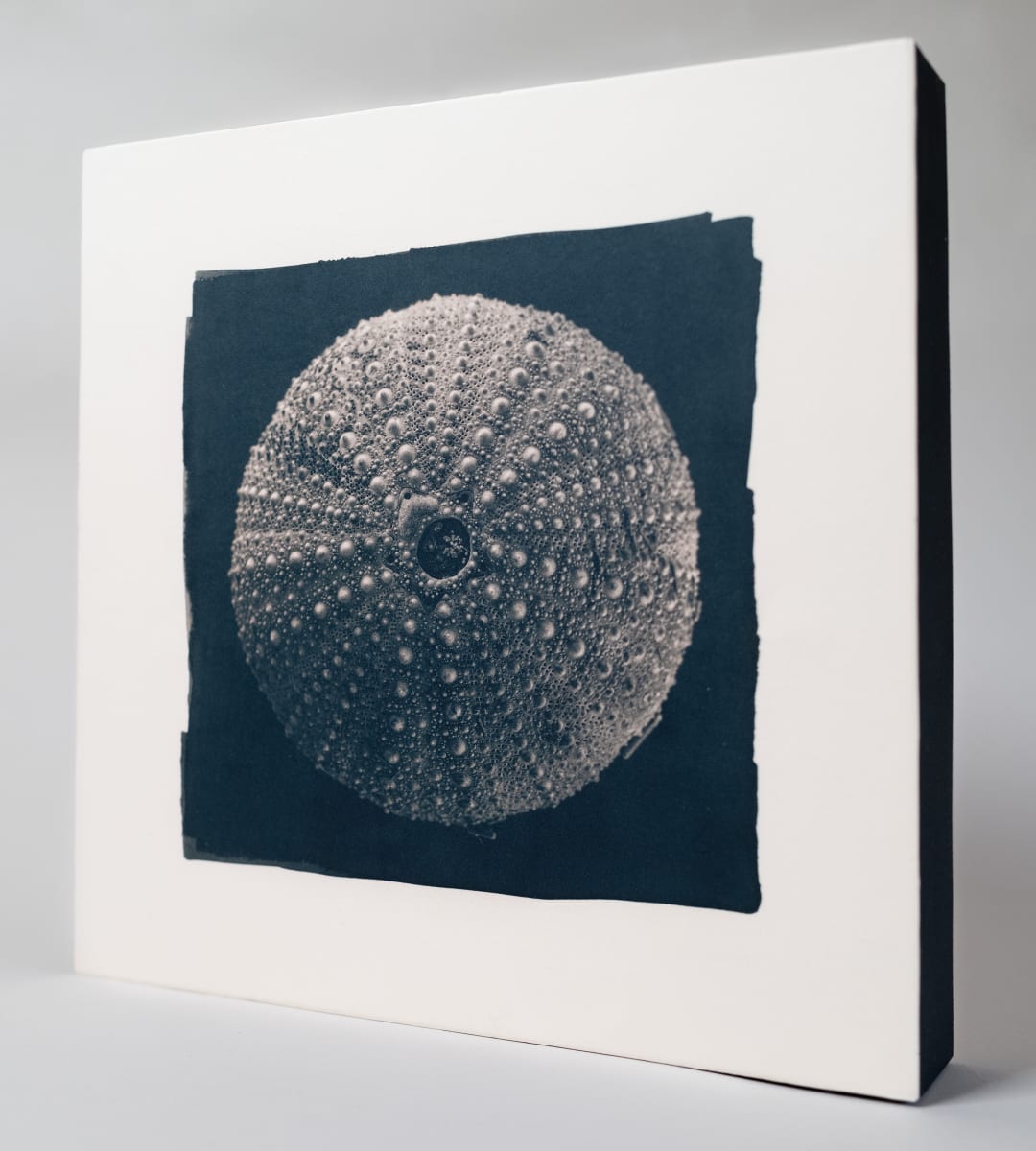 Sea Urchin by Paige Billin-Frye 