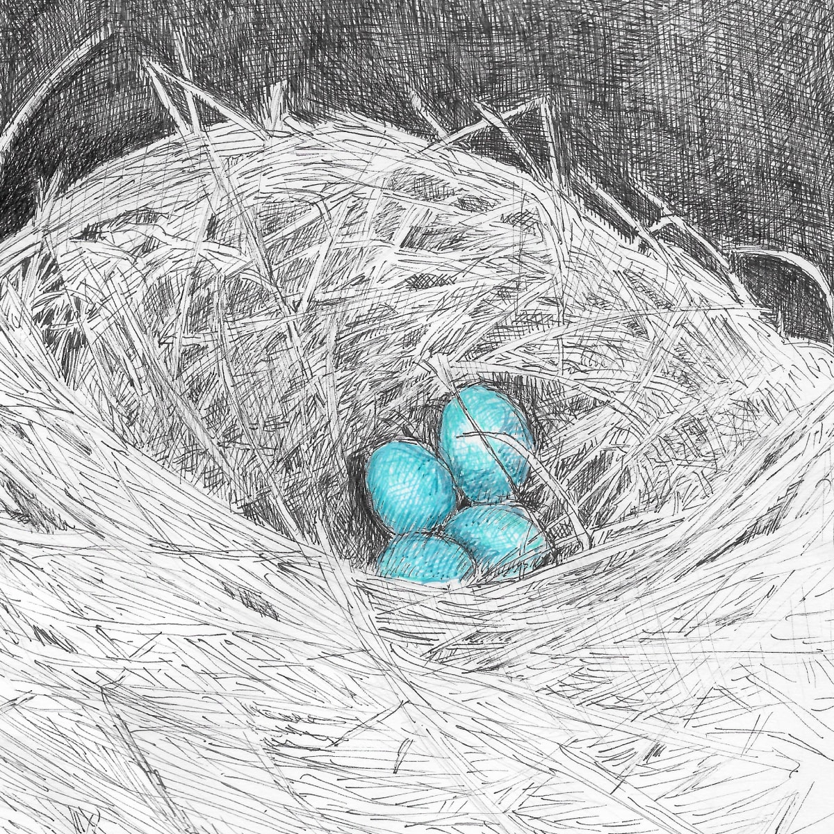 Bluebirds' Nest by Ariane D'Souza 