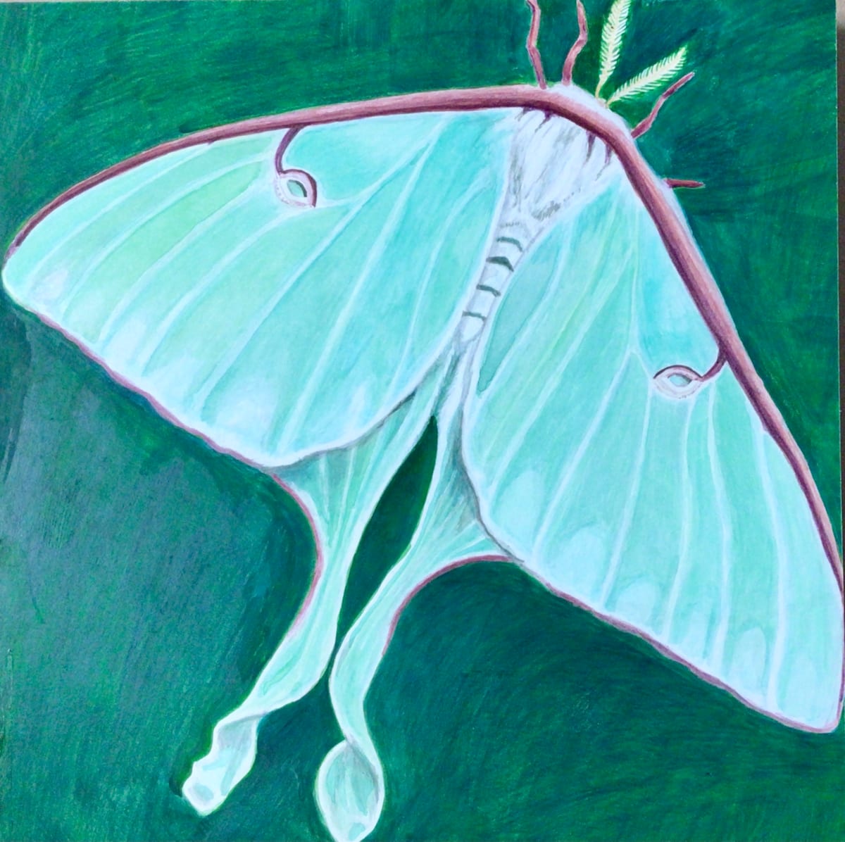 Luna Moth by Ariane D'Souza 