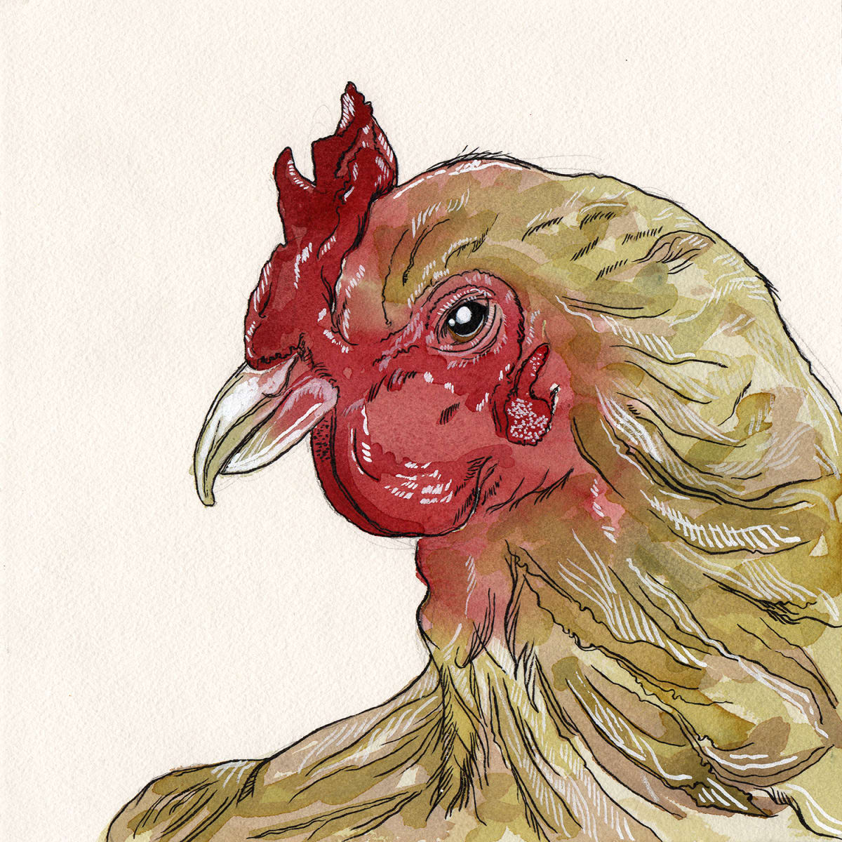 G. g. domesticus by Kevin Franco 