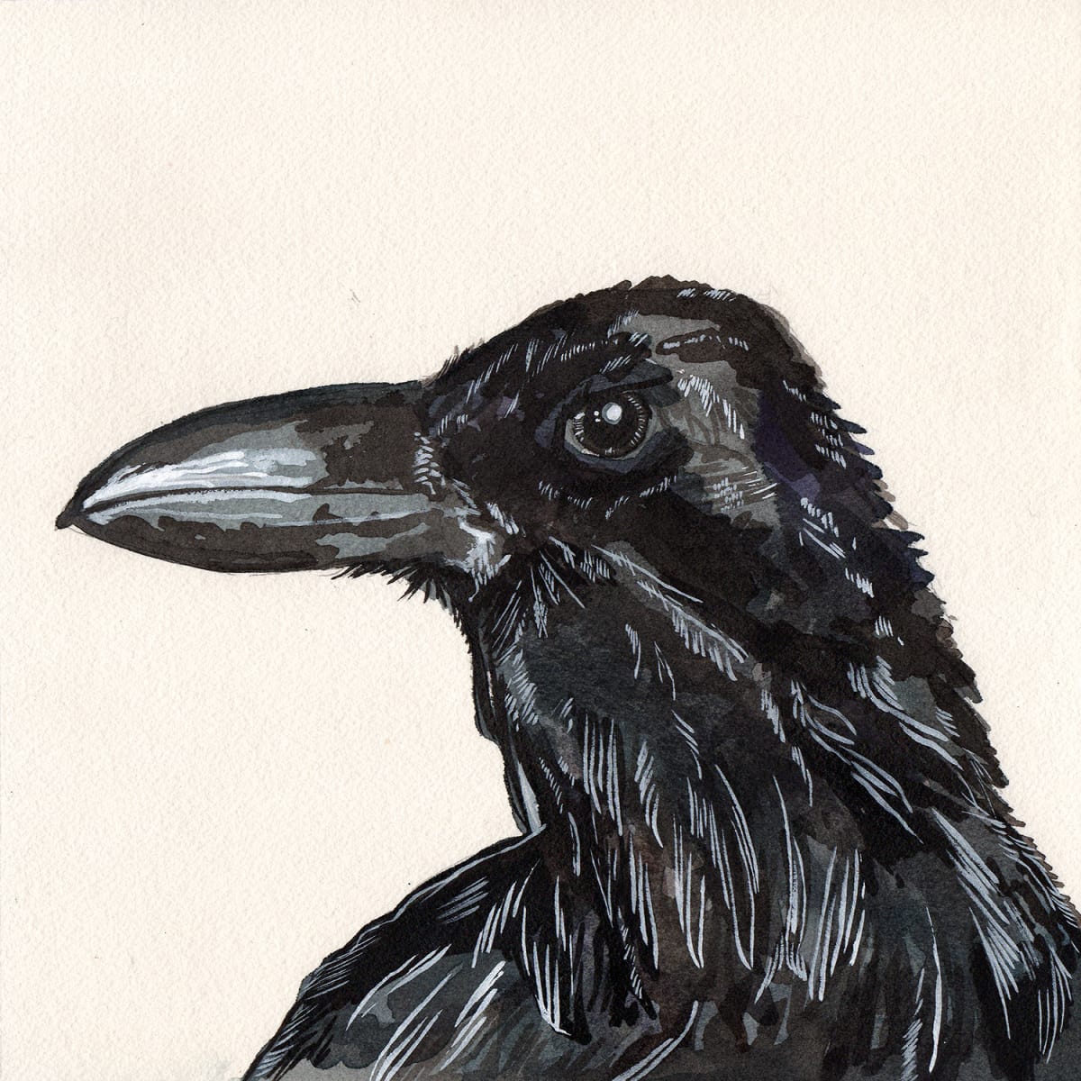 Corvus corax by Kevin Franco 