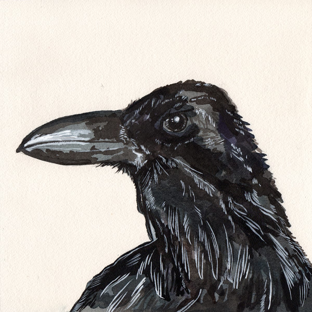 Corvus corax by Kevin Franco, Image 1.