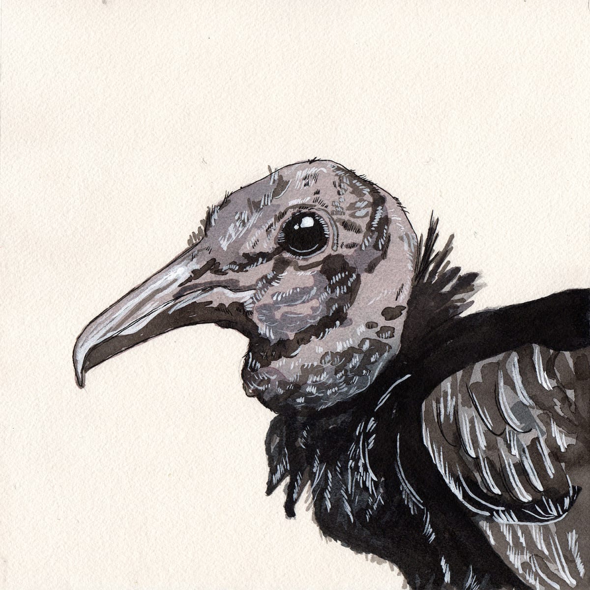 Coragyps atratus by Kevin Franco, Image 1.