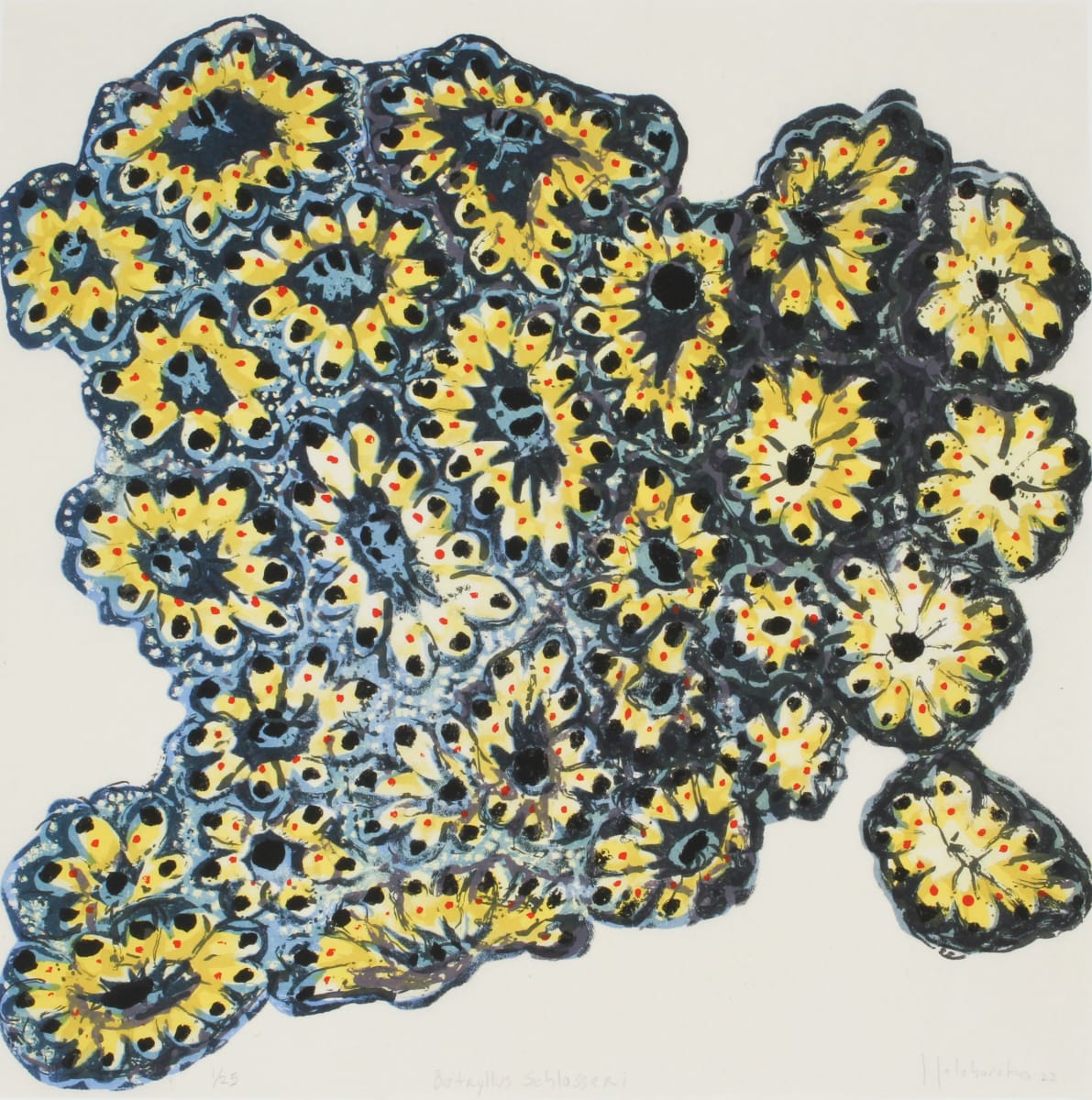 Botryllus Schlosseri by Sheila Goloborotko 