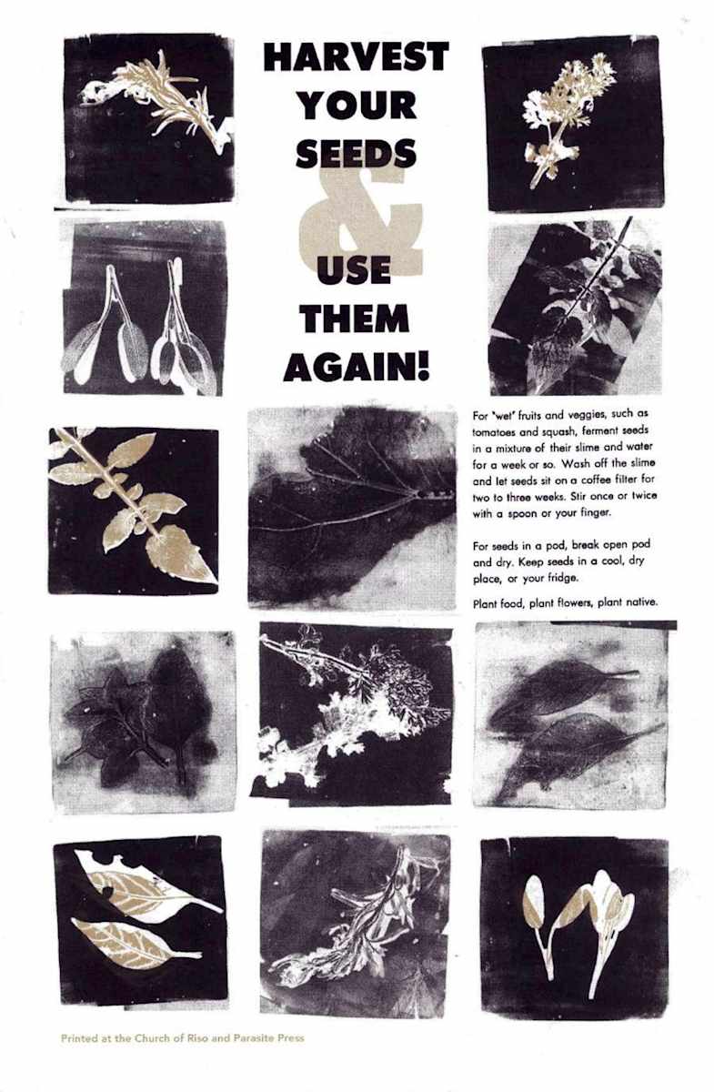 Harvest Your Seeds and Use Them Again by Susanna Hermann 