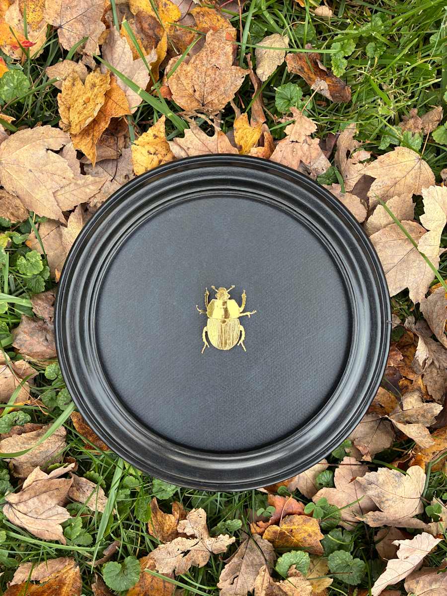 Scarab by Katie Santa Ana 