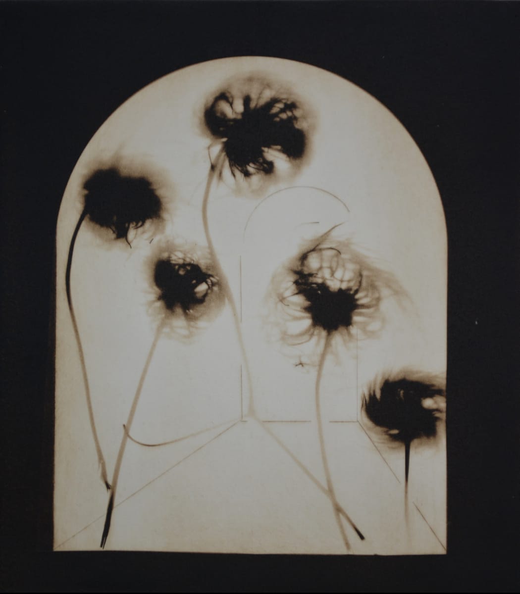 Five Clematis by Jenny Freestone, Image 1.