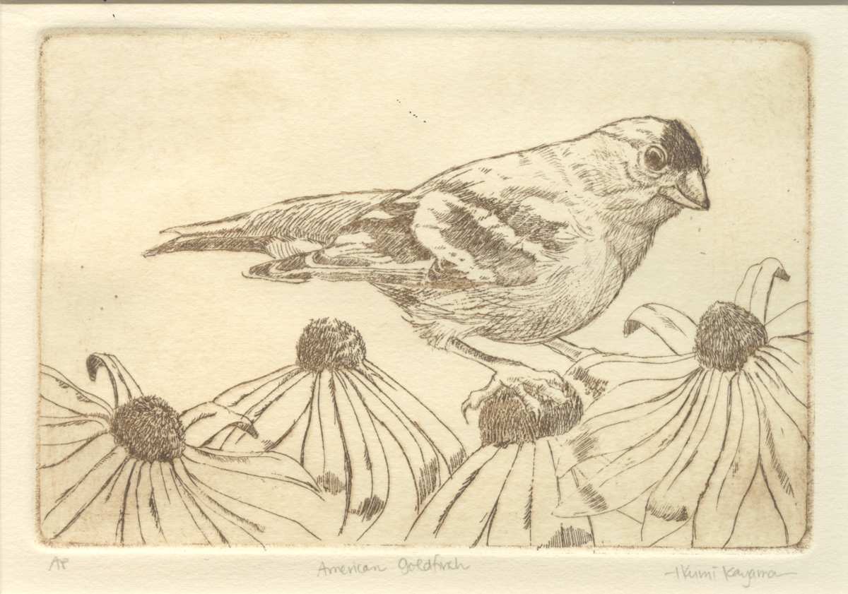 American Goldfinch by Ikumi Kayama 