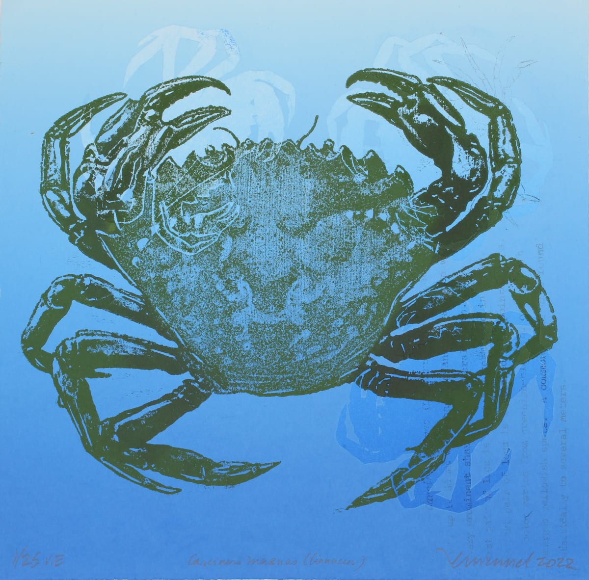 Carcinus marnus (linnaeus) by Ann Manuel 