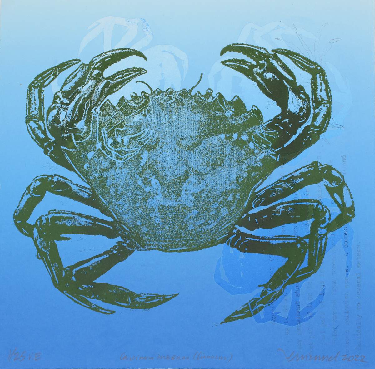 Carcinus marnus (linnaeus) by Ann Manuel, Image 5.