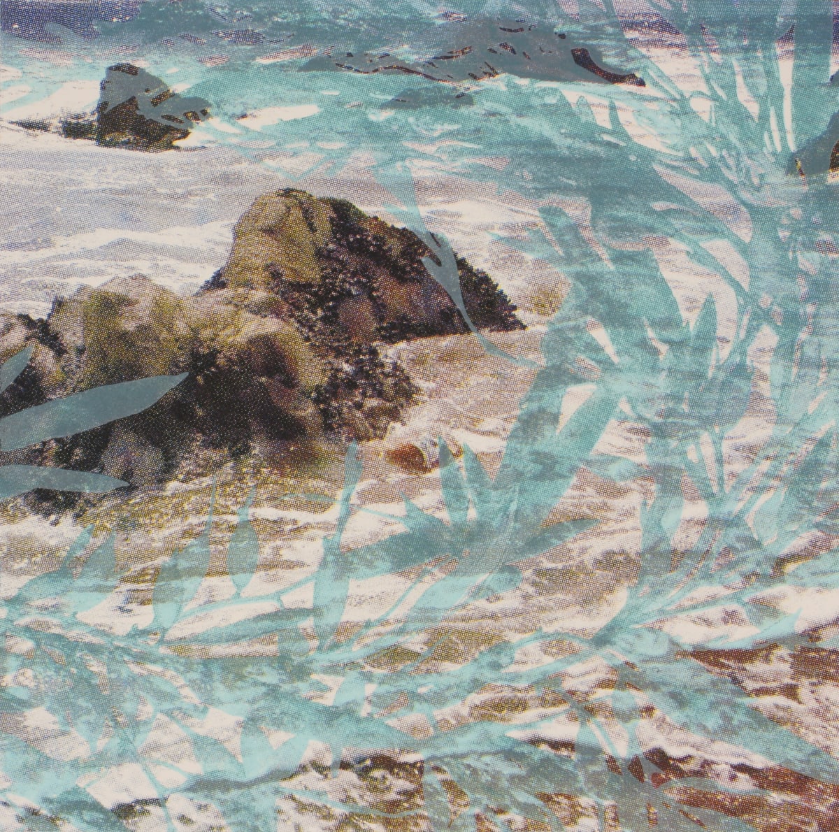 Sargassum horneri: Devil Weed by Michelle Rozic 