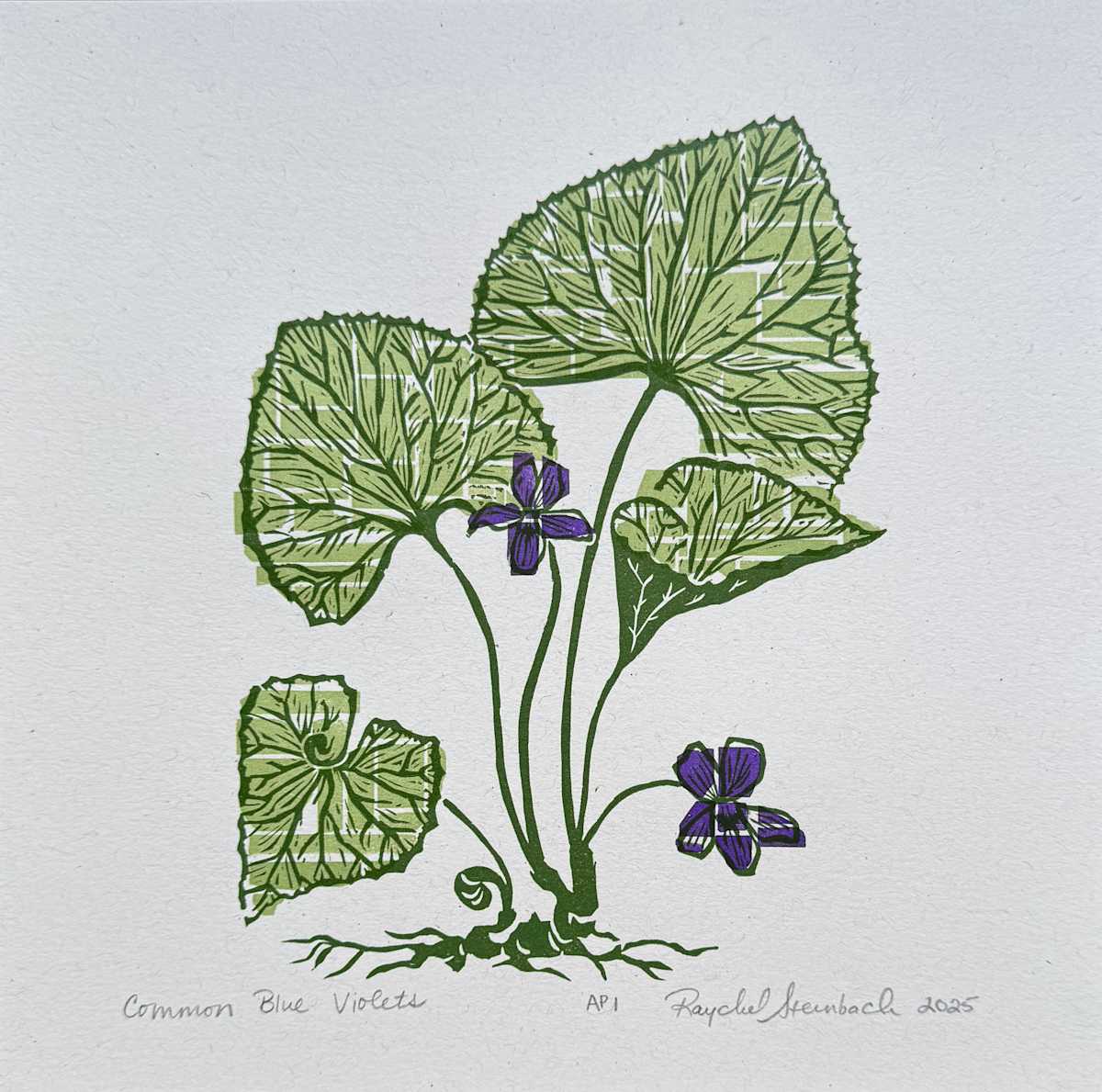 Common Blue Violets by Raychel Steinbach 