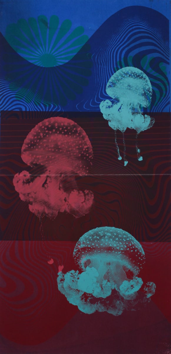 Phyllorhiza punctata by Julie Wolfe 