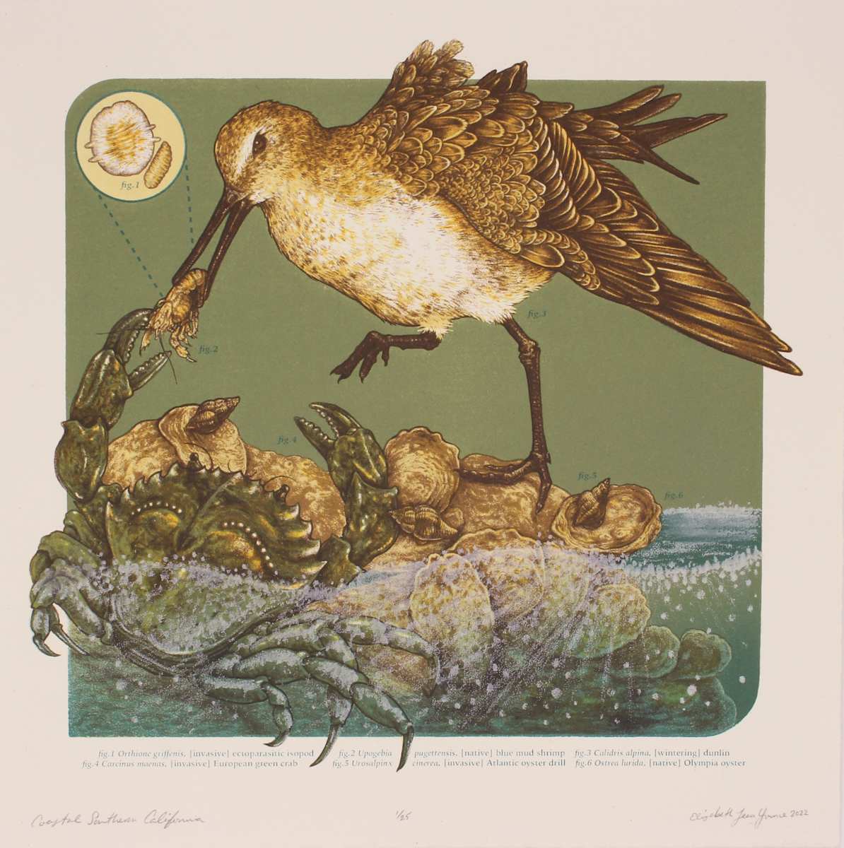 Coastal Southern California by Elizabeth Jean Younce, Image 3.