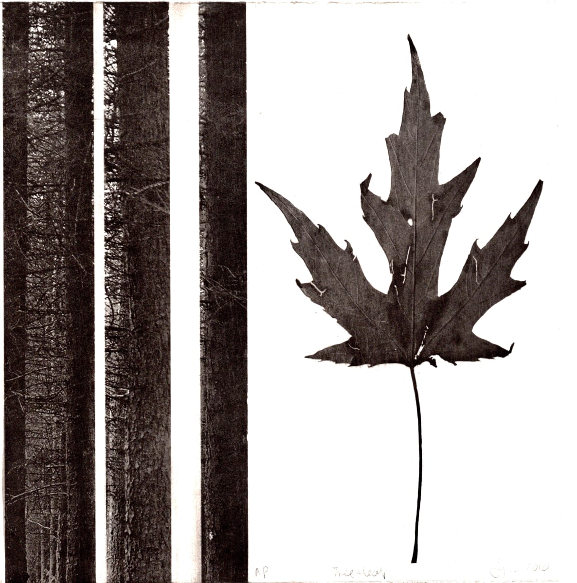 Tree + Leaf by Jenny Freestone 