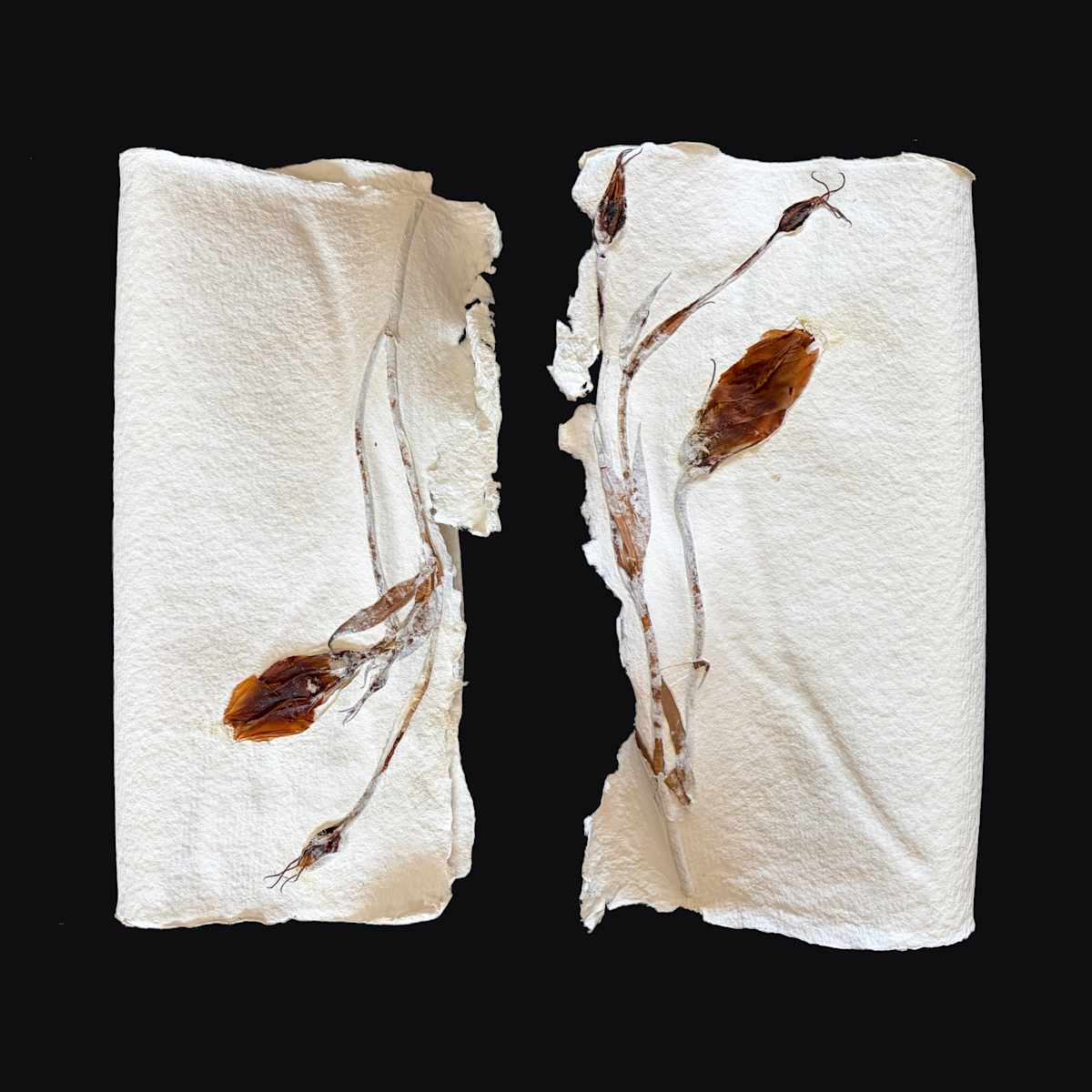 Lilies Couplet Book I by Yvette Grutter, Image 5.