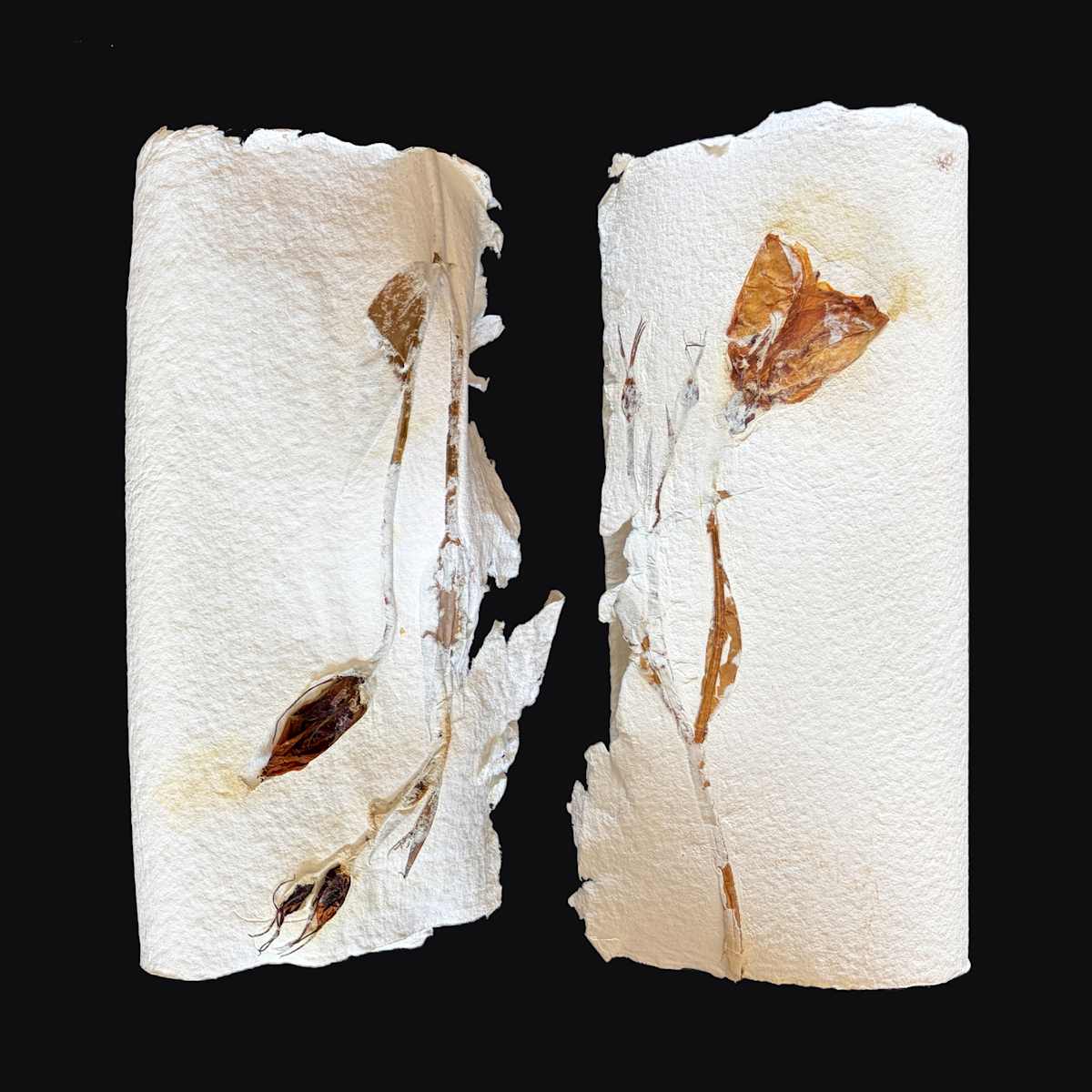 Lilies Couplet Book II by Yvette Grutter, Image 1.