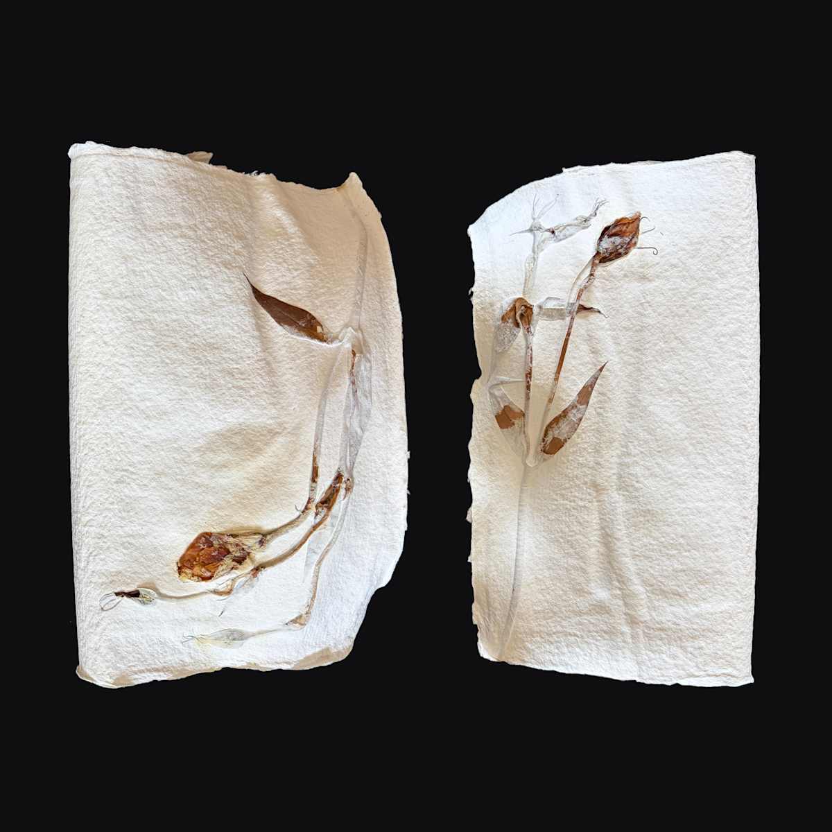 Lilies Couplet Book IV by Yvette Grutter, Image 4.