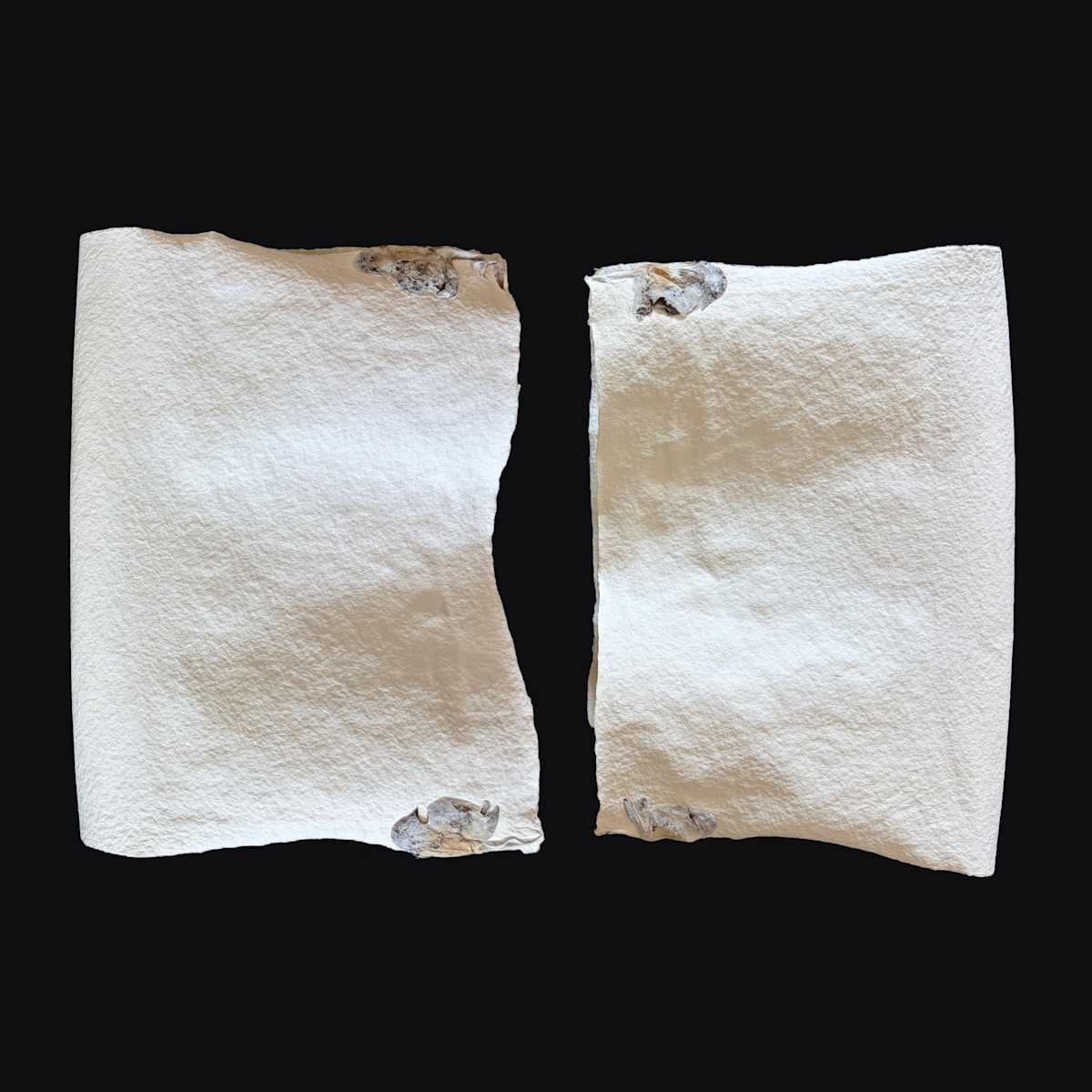Delphiniums Couplet Book II by Yvette Grutter, Image 11.