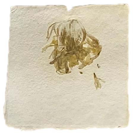 Agapanthus by Yvette Grutter, Image 1.