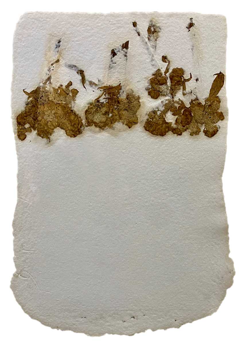 Cockscomb Belly by Yvette Grutter, Image 1.