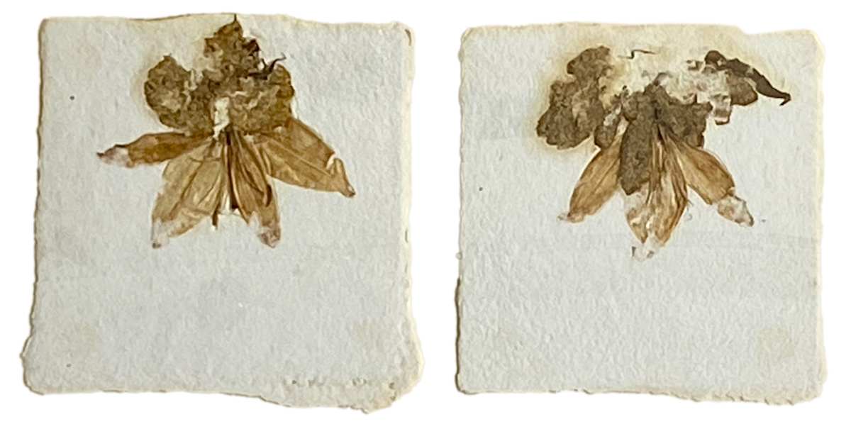 One-Plus-One - Two Lilies by Yvette Grutter, Image 1.