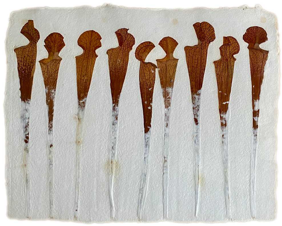 Sarracenias by Yvette Grutter, Image 1.