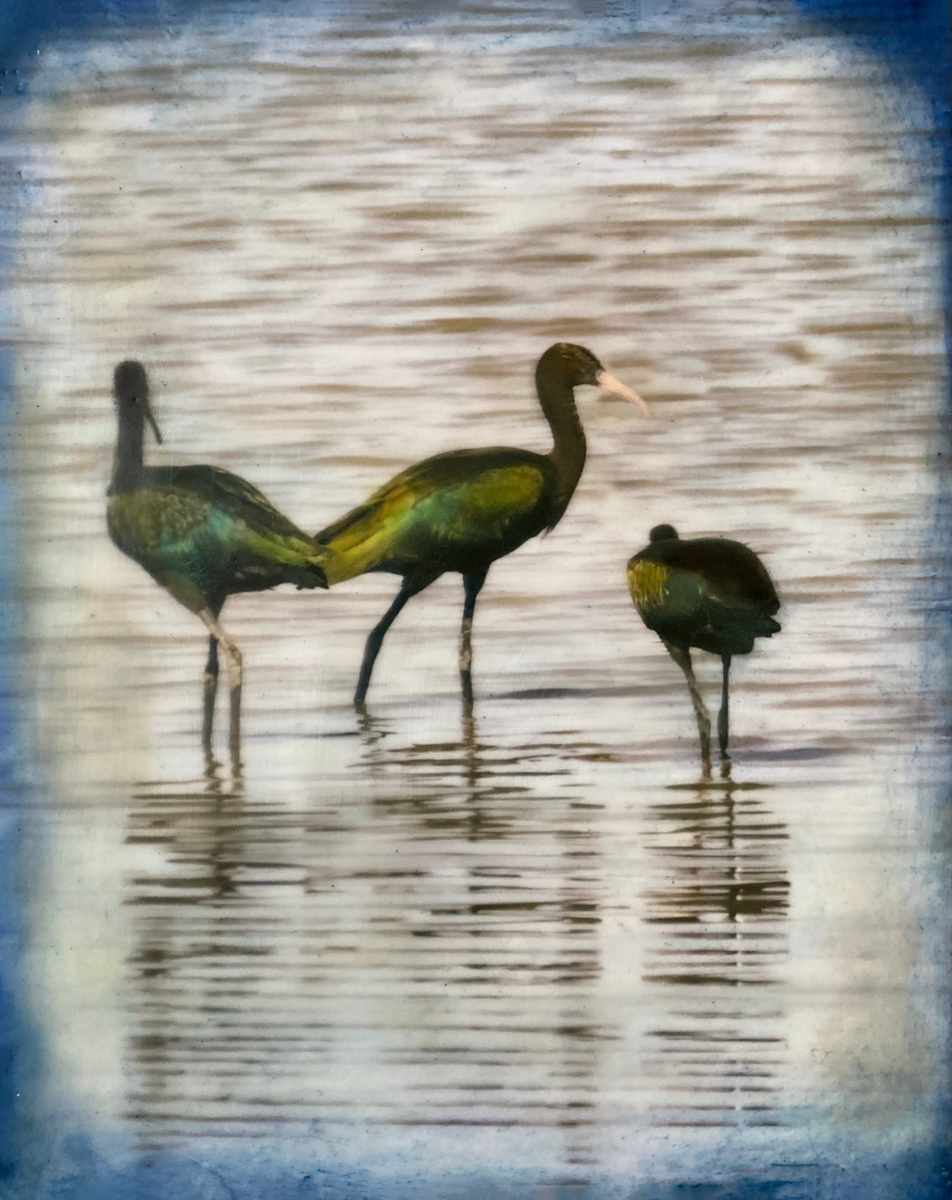 Glossy Ibis, Encaustic by Barbara Talbott  Image: Encaustic Photo Encaustic Painting 