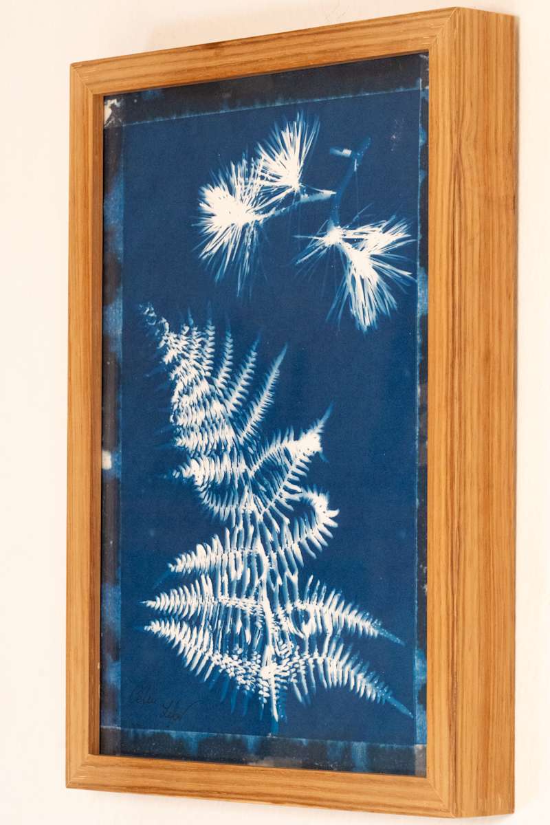 Fern & Pine by CELINE LEFORT 