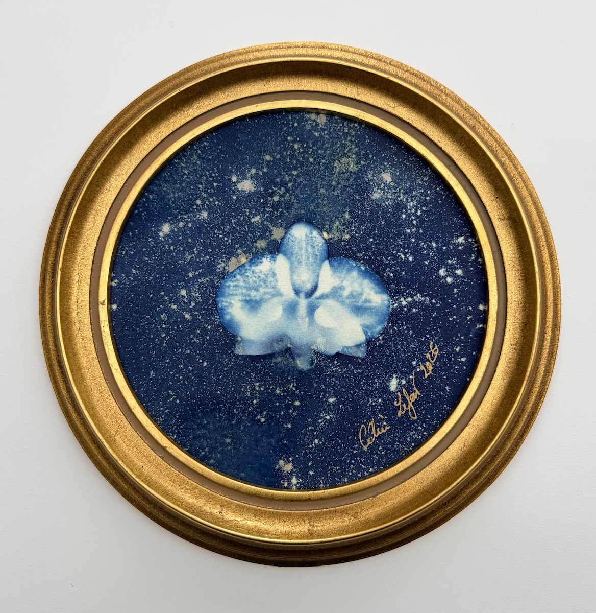 Starry Orchid by CELINE LEFORT, Image 2.