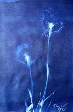 Made a wish 8 by CELINE LEFORT 