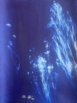 Fynbos by CELINE LEFORT 