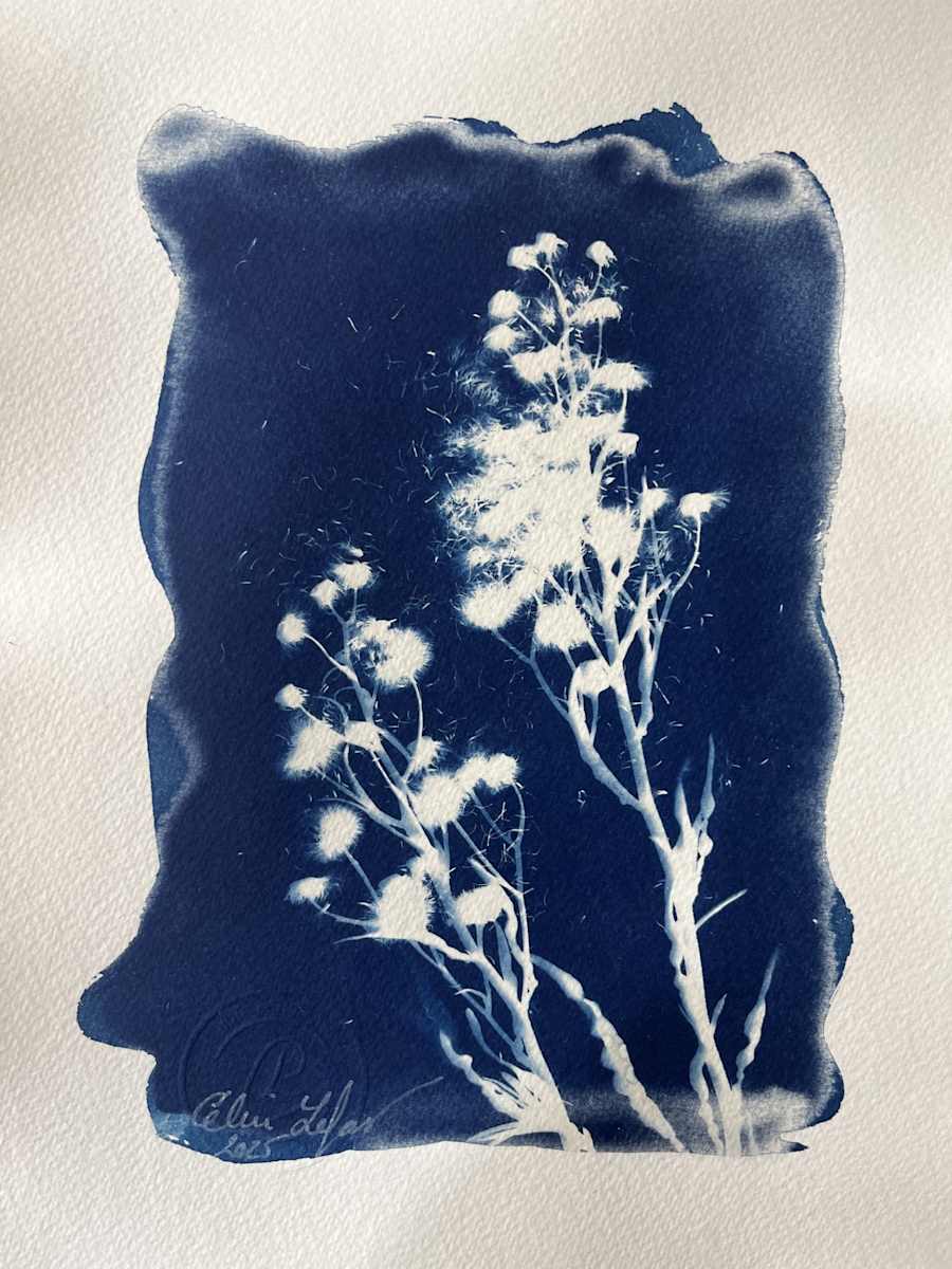 Little Pom-Pom by CELINE LEFORT, Image 1.