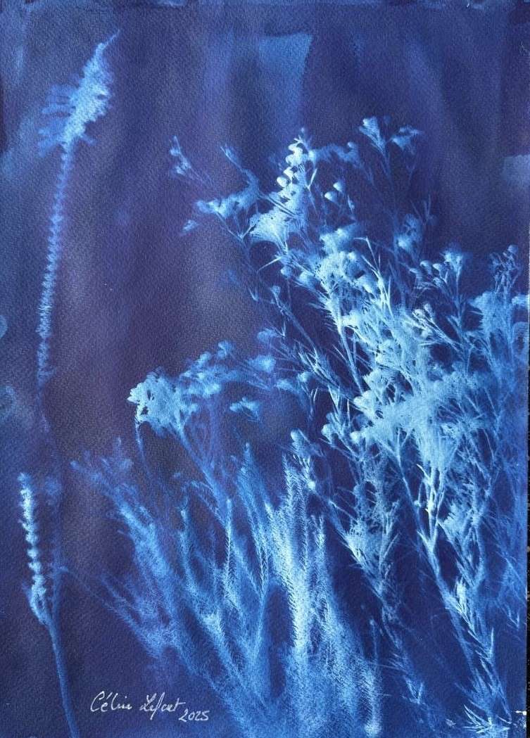 Fynbos 4 by CELINE LEFORT 