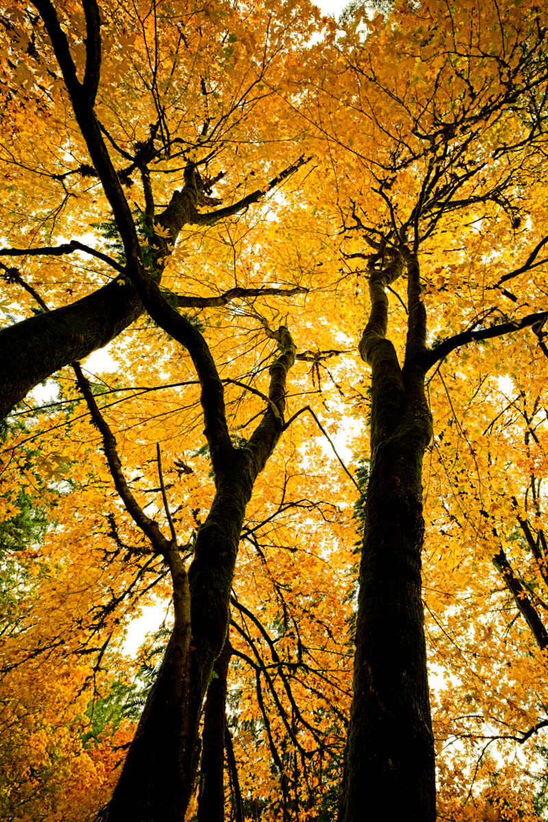 The Three Muses of Autumn 1/10 by Bryan Sabol