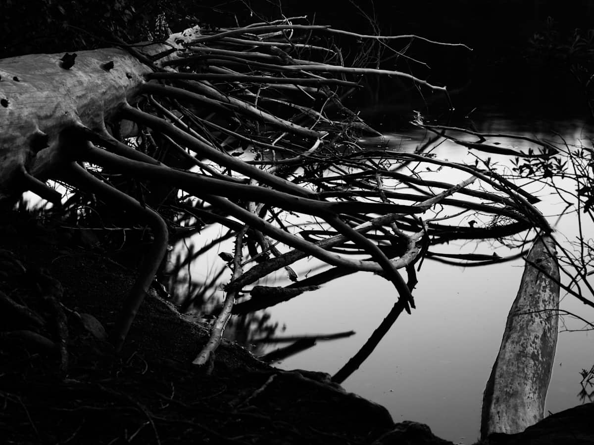 The Woodwalker 1/10 by Bryan Sabol 