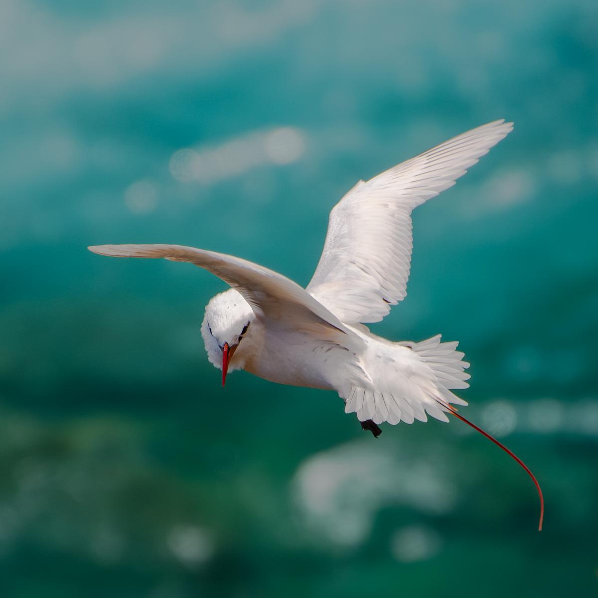 Eye to Eye with a Tropicbird 1/10 by Bryan Sabol