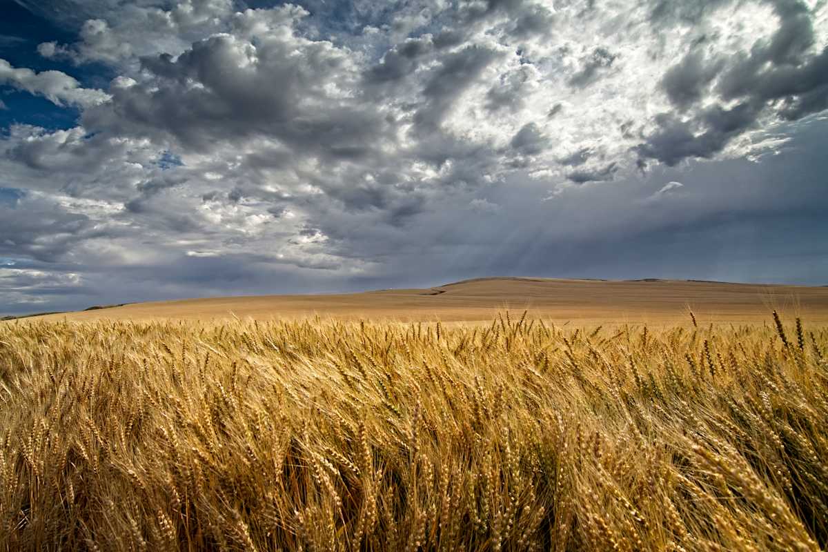 Field of Life 2/10 by Bryan Sabol 