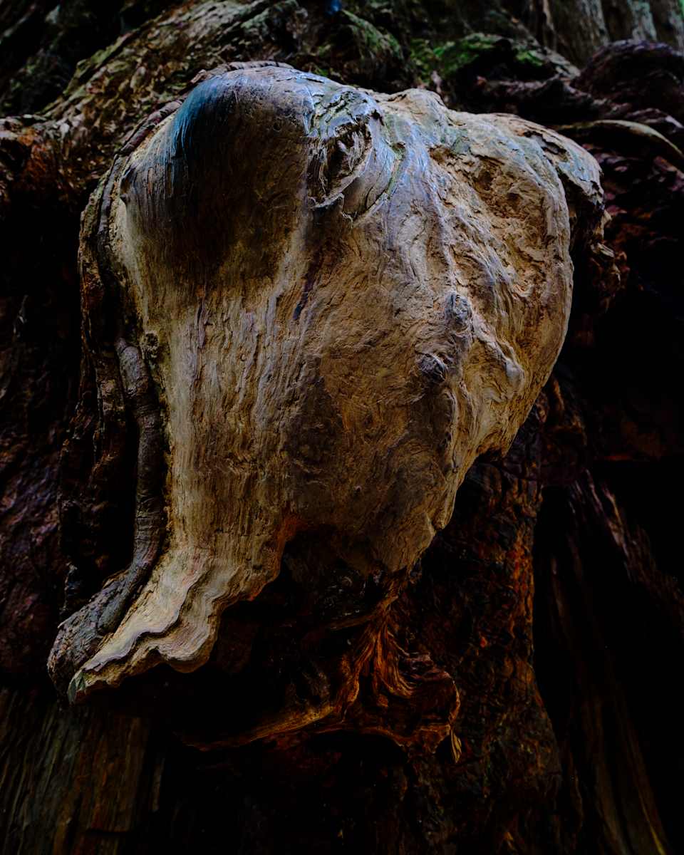 Redwood Burl #1 1/10 by Bryan Sabol