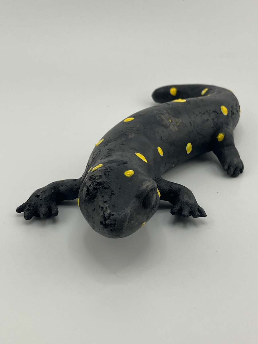 Salamander by Eden Handley 