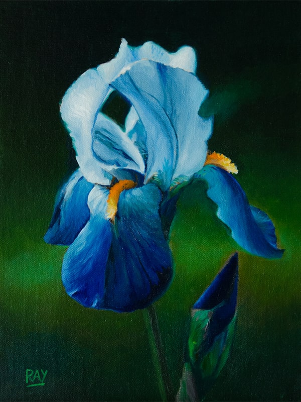 Blue Green Iris Study by Alan Douglas Ray 