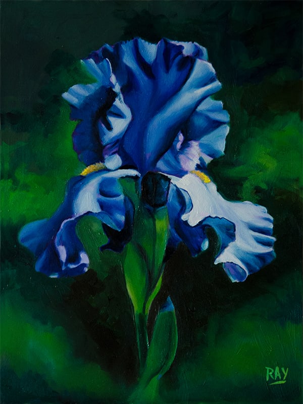 Blue Purple Iris Study by Alan Douglas Ray 